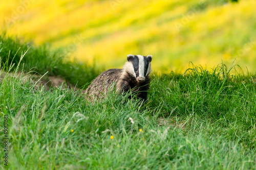 Badger leaving the badger sett in mid summer when the nights are still light with a field of yellow buttercups in the background.  Facing forward. Scientific name: Meles Meles.  Copy space. photo