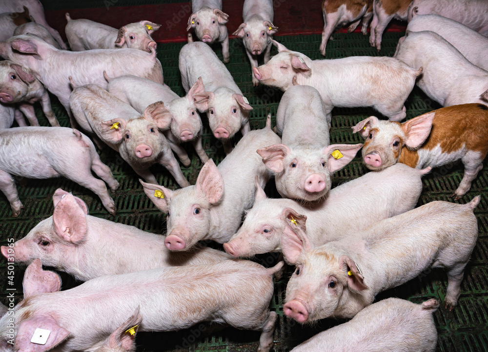 Ferkelerzeugung - Bucht mit vielen neugierig blickenden Ferkeln, landwirtschaftliches Symbolfoto. Ferkelerzeugung - Bucht mit vielen neugierig blickenden Ferkeln, landwirtschaftliches Symbolfoto.