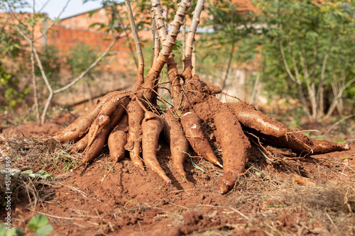 typical Brazilian cassava root plantation