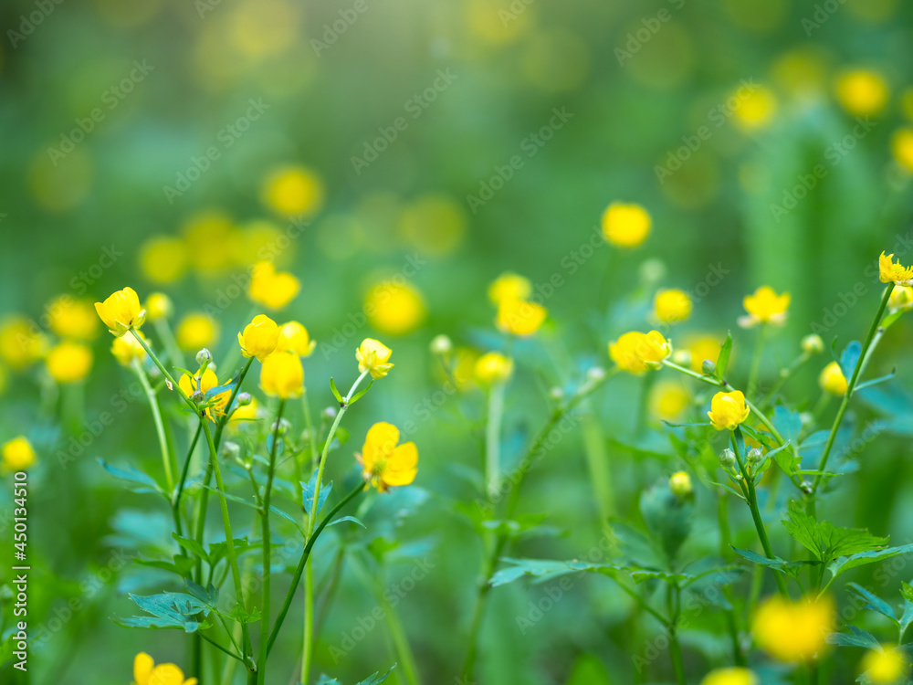 Fototapeta premium Yellow flowers of buttercup mountain Ranunculus montanus.