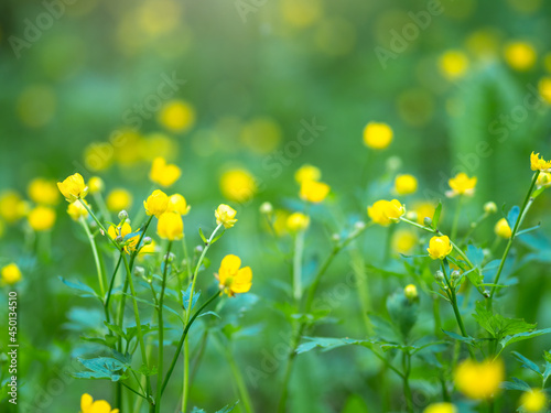 Yellow flowers of buttercup mountain Ranunculus montanus.
