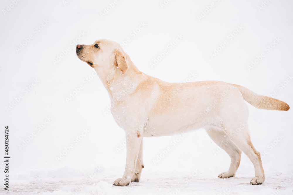 White Labrador Dog Posing In Snow Snowdrift At Winter Snowy Day White Labrador Dog Posing In Snow Snowdrift At Winter Snowy Day