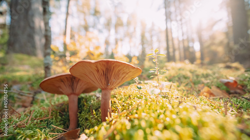Paxillus Involutus In Autumn Forest In Belarus. Brown Roll-rim, Common Roll-rim, Or Poison Pax, Is A Basidiomycete Fungus photo