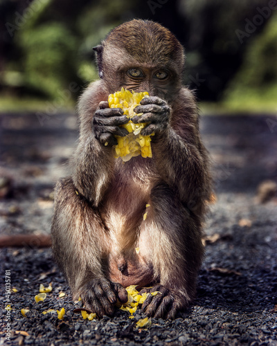 portrait of a monkey eating corn