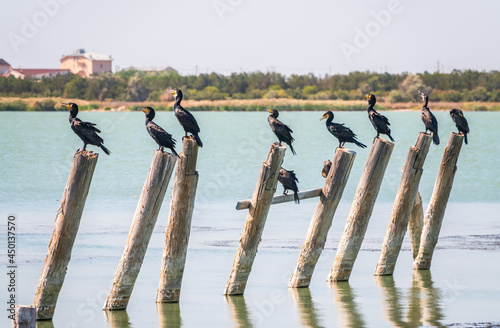 A flock of cormorants sits on a old sea pier