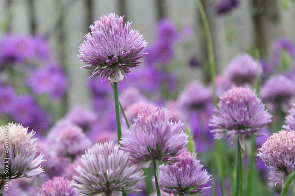 purple flowers of a chives plant in the vegetable garden closeup purple flowers of a chives plant in the vegetable garden closeup