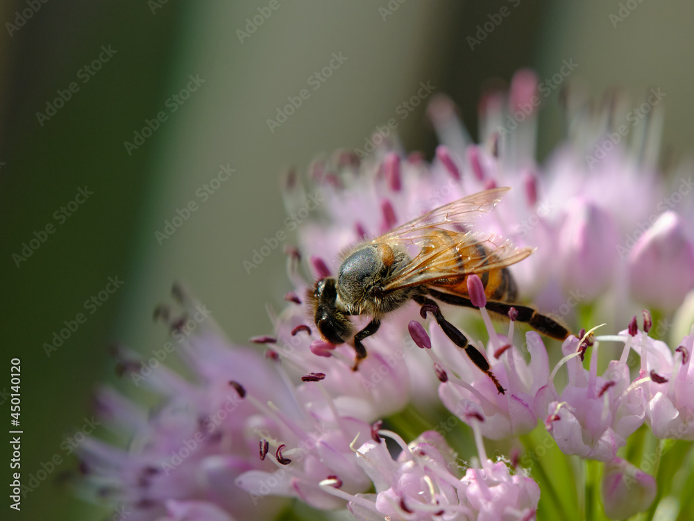 Állium angulosum. Decorative bow. Bloom. A bee is sitting on the flowers. Macro. Állium angulosum. Decorative bow. Bloom. A bee is sitting on the flowers. Macro.