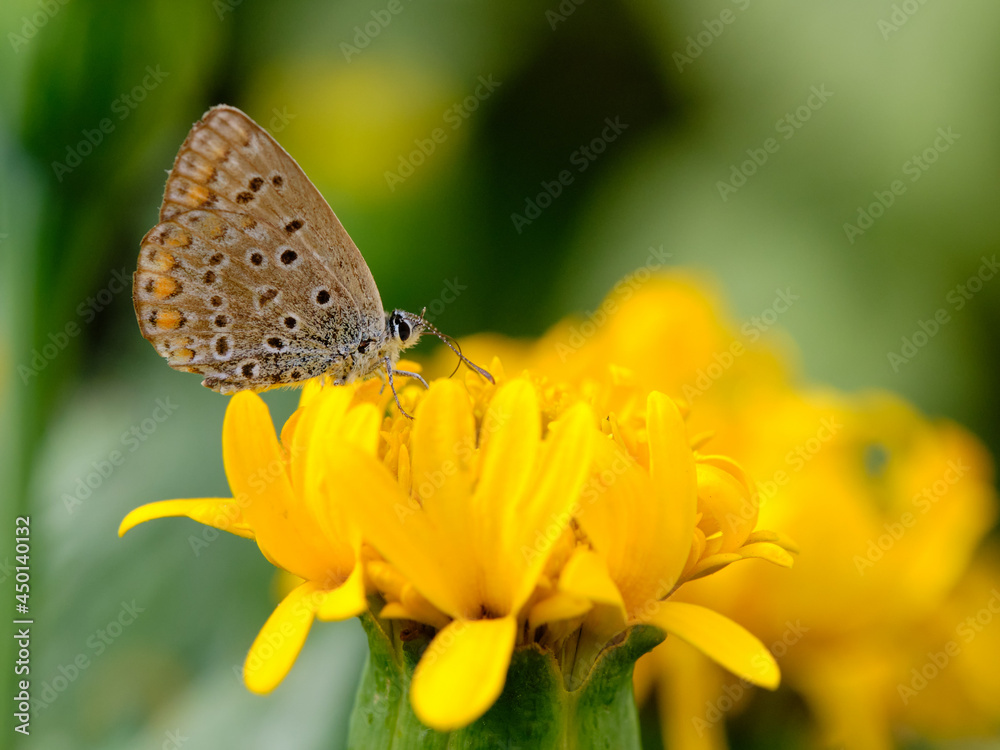 Fototapeta premium The butterfly sits on a yellow flower. Day, the background is blurred.