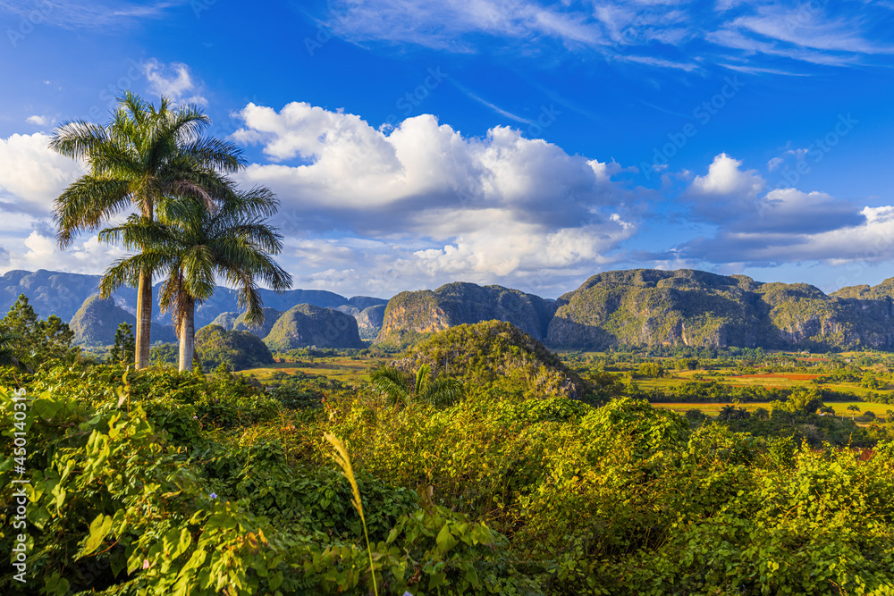 View of fields, mogotes and palms in Vinales Valley, Cuba