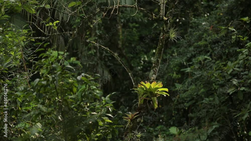 Parque Nacional da Serra da Bocaina, Mata Atlântica, a floresta tropical na costa verde do estado do Rio de Janeiro, no município de Paraty, com som de cachoeira ao fundo.