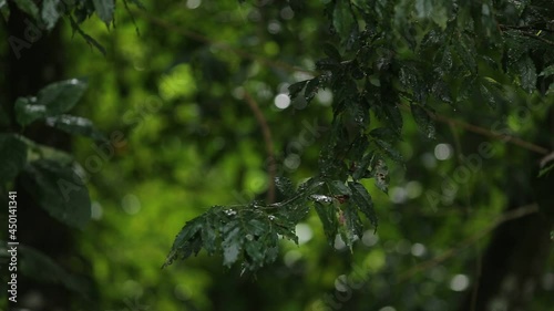 Parque Nacional da Serra da Bocaina, Mata Atlântica, a floresta tropical na costa verde do estado do Rio de Janeiro, no município de Paraty, com som de cachoeira ao fundo. photo