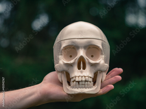 Male hand holding a human skull in the air. Green nature in the background.