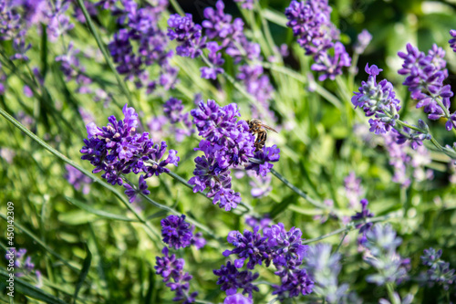 Bee on a sprig of lavender
