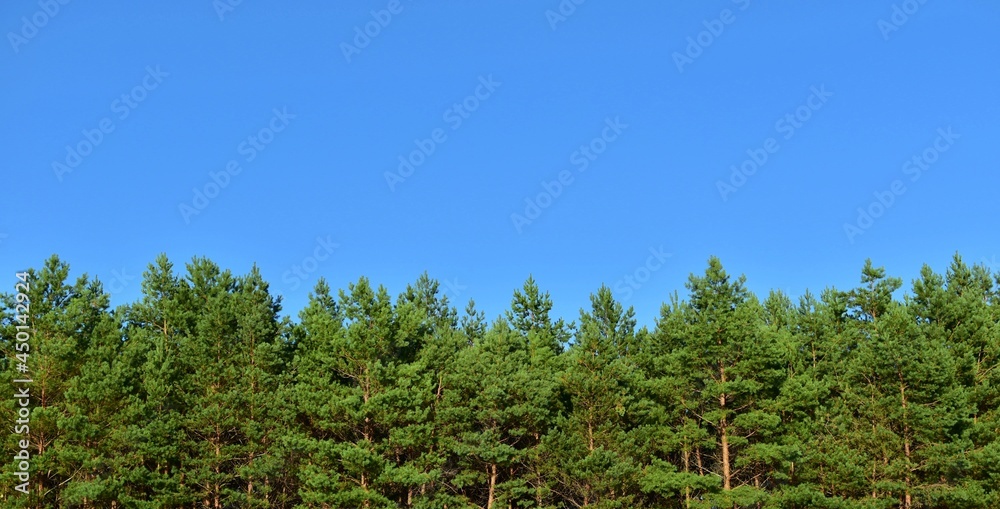 Green young pine trees on blue sky background