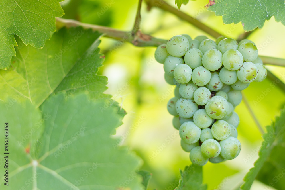 Ripening white grapes in the garden. Green grapes growing on the grape vines.