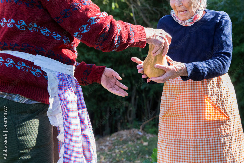 Obraz premium Two elderly women holding an organic pumpkin at vegetable garden.