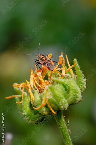 The bug mace henbane  sits on a yellow flower. Day. The background is blurred. Macro. Corizus hyoscyami. photo