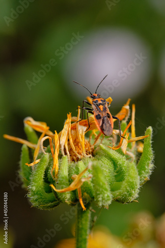 The bug mace henbane  sits on a yellow flower. Day. The background is blurred. Macro. Corizus hyoscyami. photo