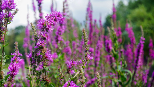 Flowers at Reddish Vale Country Park © Jozef