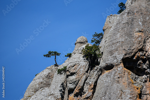 A tree grows on the edge of a mountain against a blue cloudless sky