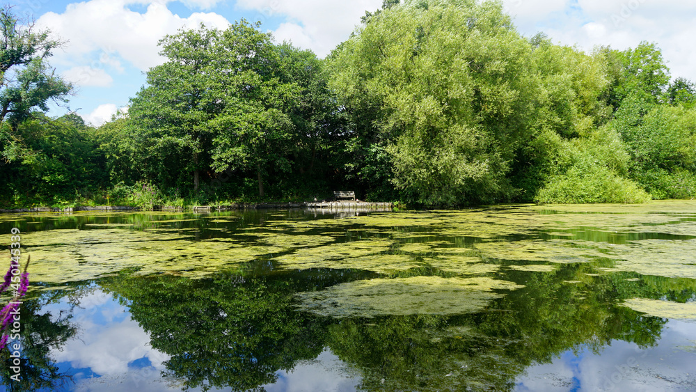 Bridge and birds in Reddish Vale Country Park