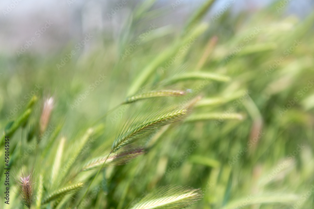 Green grass natural background. Green rye or wheat spikelets. Natural grassland. Green grass natural background. Green rye or wheat spikelets. Natural grassland.