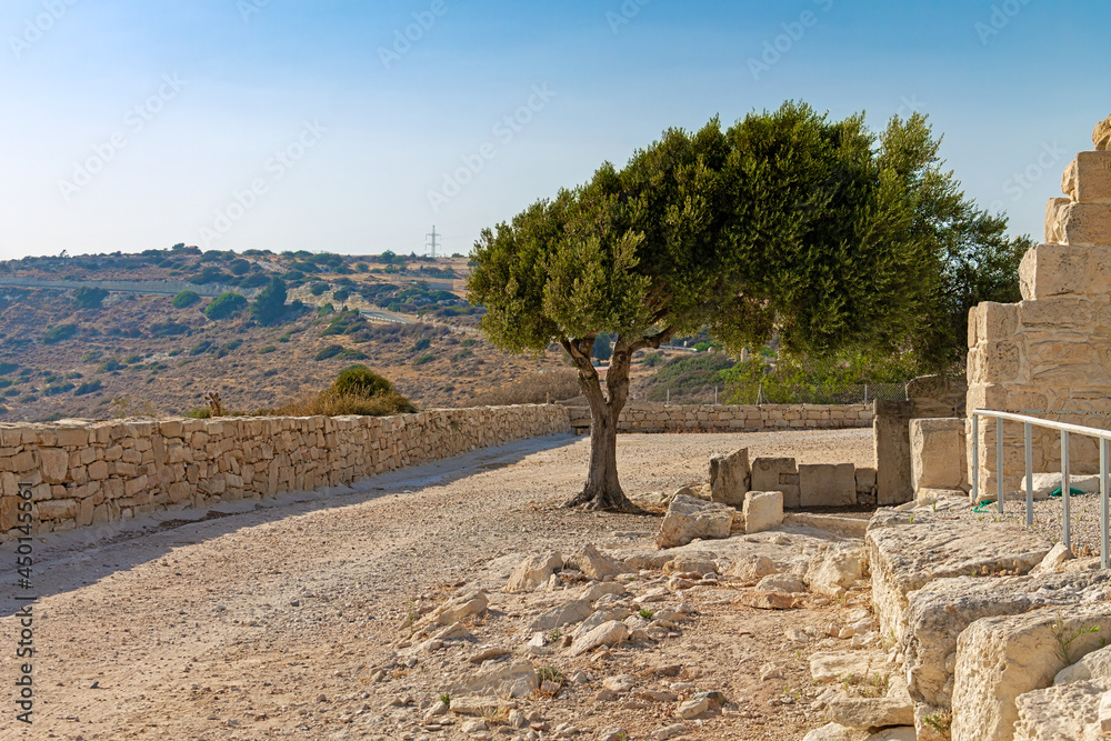 View of the mountain in the episcopal territory of the antique city of Kourion. A growing tree among ancient ruins.