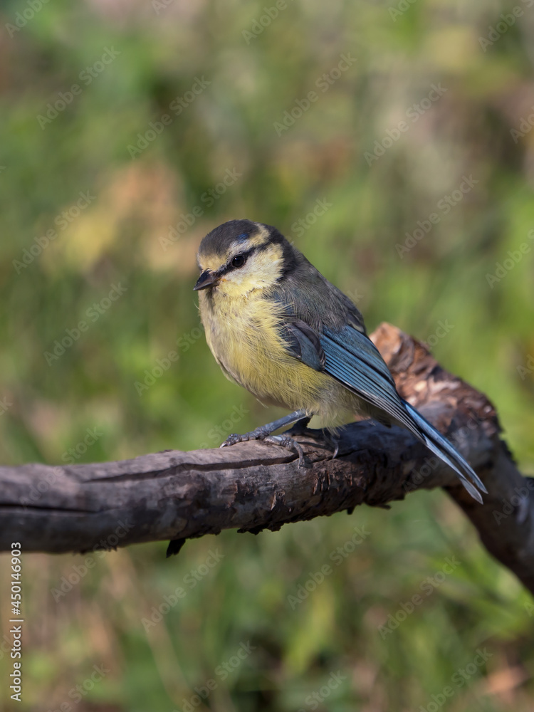 Naklejka premium Side view of juvenile blue tit bird sitting on a dry branch facing left with blurred vegetation in the background