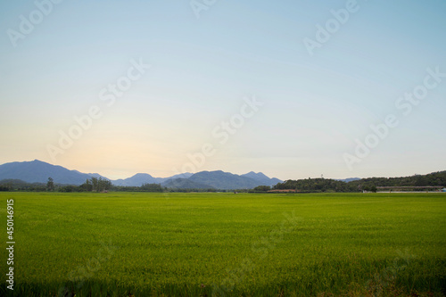 Rice Plantation - Jaragua do Sul - SC