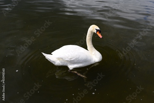 swan in the summer in nature © Aleks