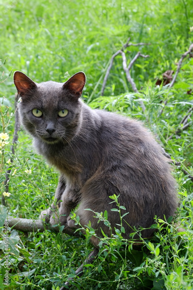 a stray gray cat with green eyes sitting on a broken branch
