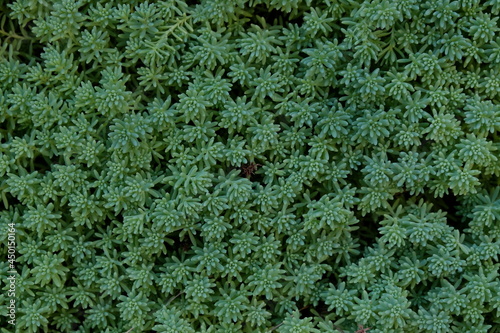 solid texture of small succulent plants close up