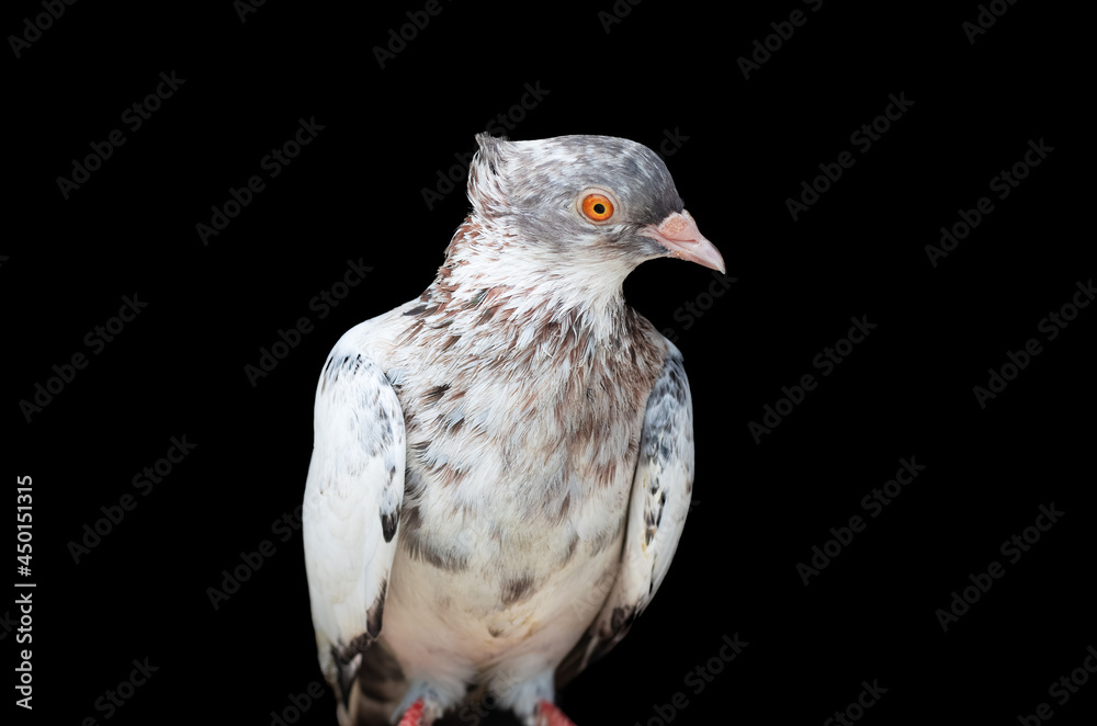 A beautiful domestic female pigeon standing on an isolated black background close up A beautiful domestic female pigeon standing on an isolated black background close up