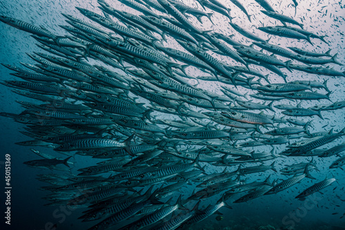 Large school of Chevron Barracuda (Sphyraena putnamae) in the deep ocean