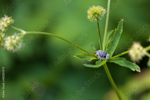 Blue beetle on green leaves