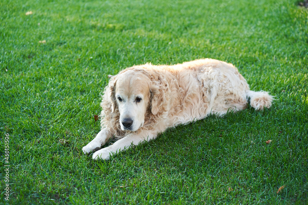 A purebred curly-haired Labrador Retriever lies on a flat lawn. Resting on a green lawn. High quality photo A purebred curly-haired Labrador Retriever lies on a flat lawn. Resting on a green lawn. High quality photo