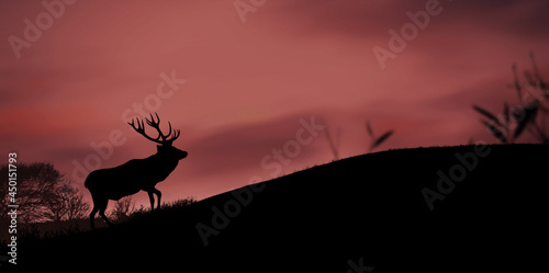 Silhouette of a deer in the woods at sunrise