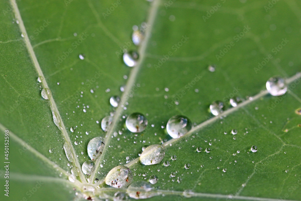 Drop on a nasturtium leaf after rain Drop on a nasturtium leaf after rain