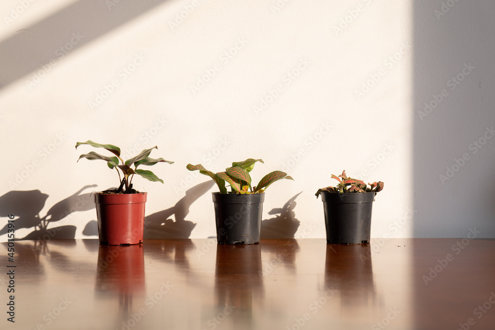 Fototapeta premium Three aligned houseplants, on top of a wooden table, receiving direct sunlight. Clean and minimalist style, copy space above.