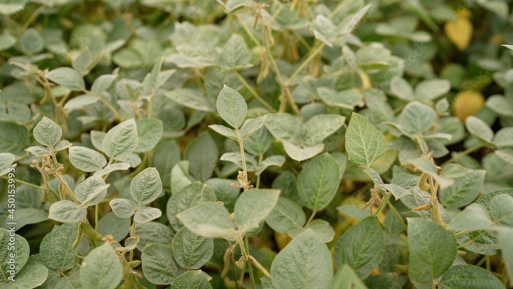 Young soybean plants growing in cultivated field. Soybeans grow in the field. Young soybean plants growing in cultivated field. Soybeans grow in the field.
