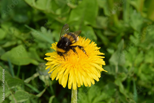 A bumblebee gathers nectar from a dandelion in the spring Park