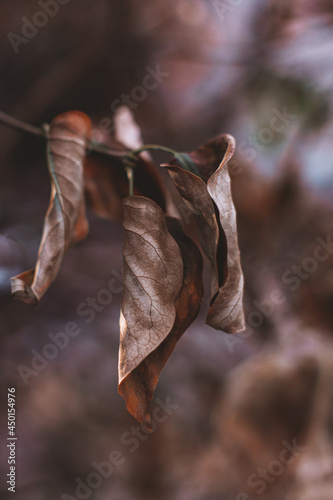 Dry autumn leaf hanging on a branch. Autumn mood concept in the details of nature