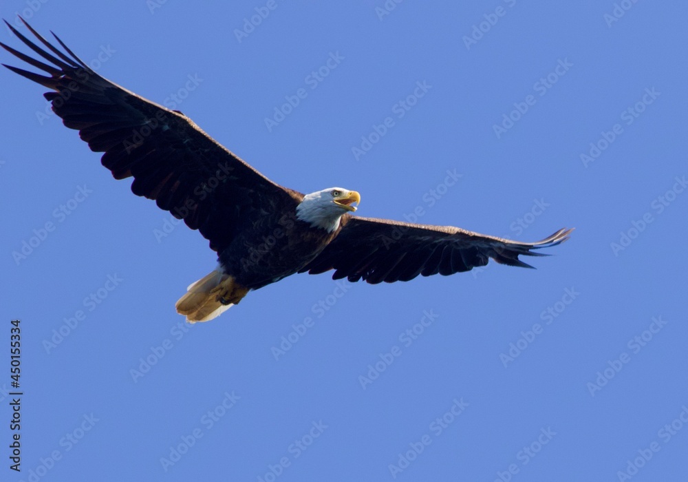 Naklejka premium Flying American bald eagle