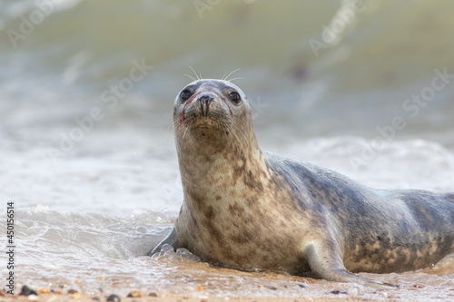 Cute grey seal pup portrait. Adorable animal looking at camera