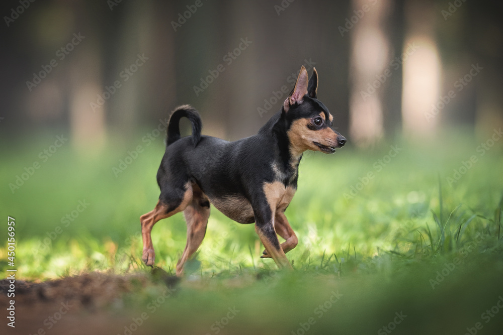 A cute young Russian toy terrier running along the sandy path among the green grass against the backdrop of a bright summer landscape A cute young Russian toy terrier running along the sandy path among the green grass against the backdrop of a bright summer landscape