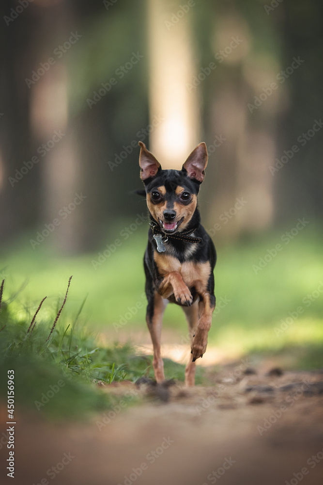 A cute young Russian toy terrier running along the sandy path among the green grass against the backdrop of a bright summer landscape A cute young Russian toy terrier running along the sandy path among the green grass against the backdrop of a bright summer landscape