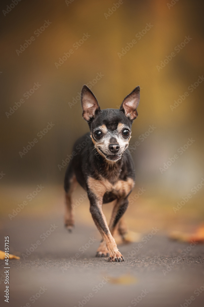 An old and gray-haired Russian toy terrier running along an asphalt path against the backdrop of a bright autumn landscape