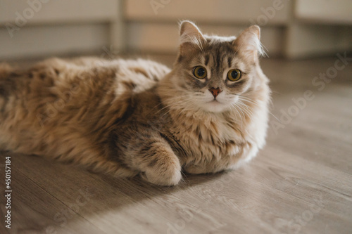 Cute tabby cat lying on floor at home