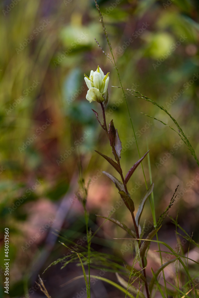 White Indian Paintbrush wildflower
White Indian Paintbrush wildflower