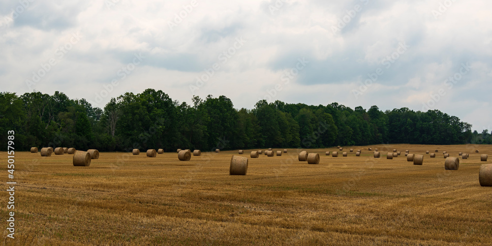 Field of bailed hay on a summers day